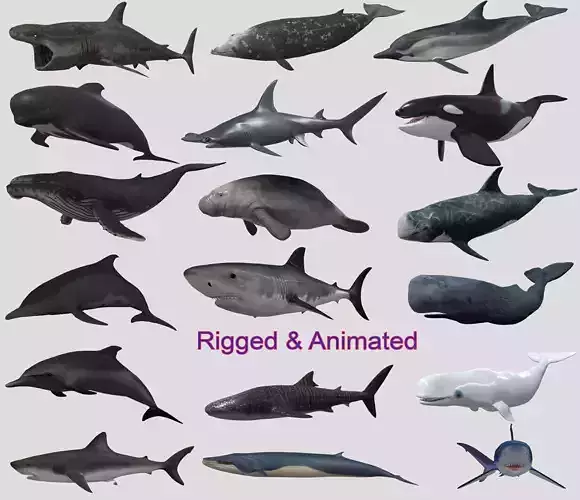 Low Poly Big Fish Collection Animated - Game Ready  