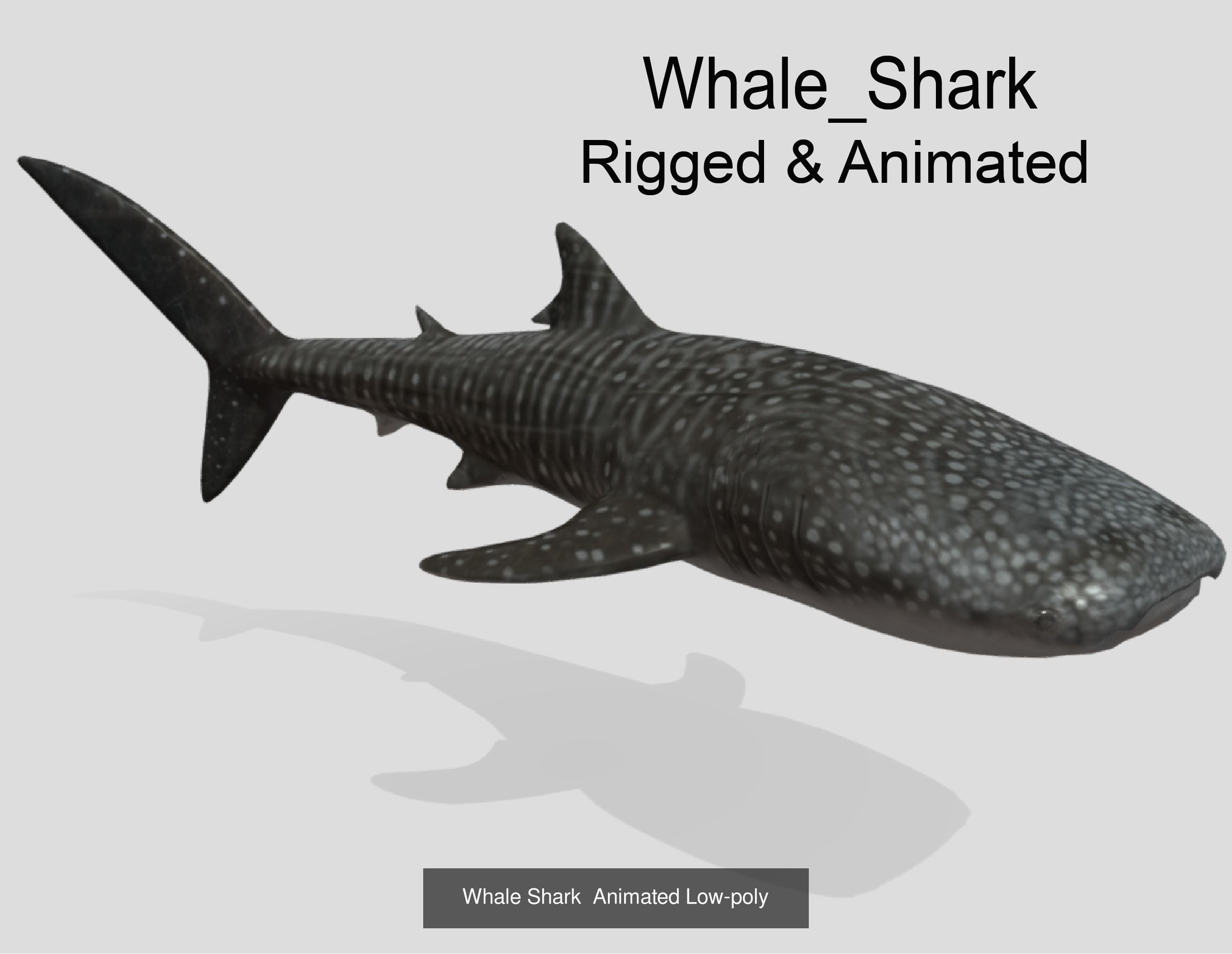 Low Poly Big Fish Collection Animated - Game Ready  _11