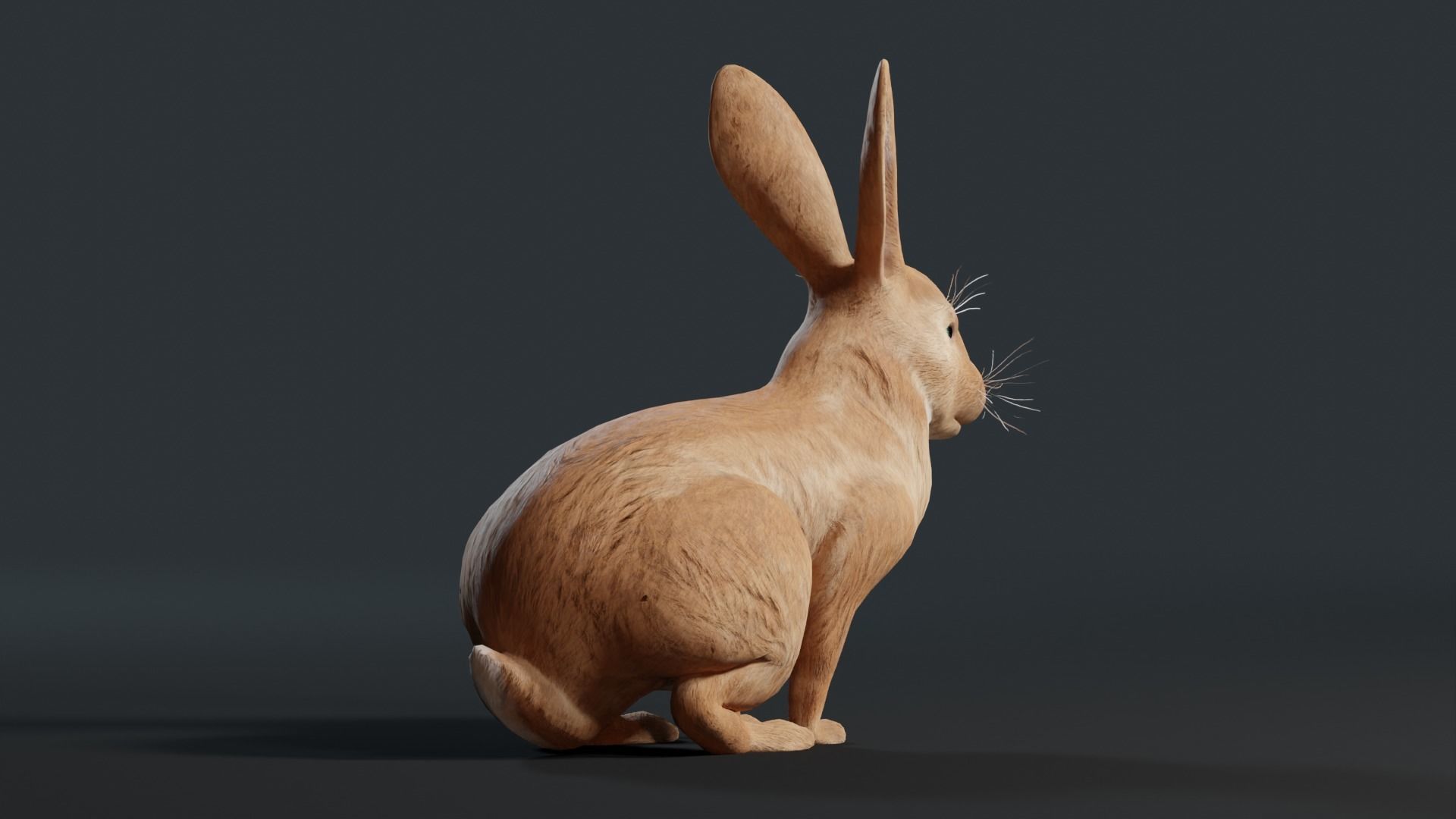 Reallistic Animated Rabbit Low-poly 3D model_23