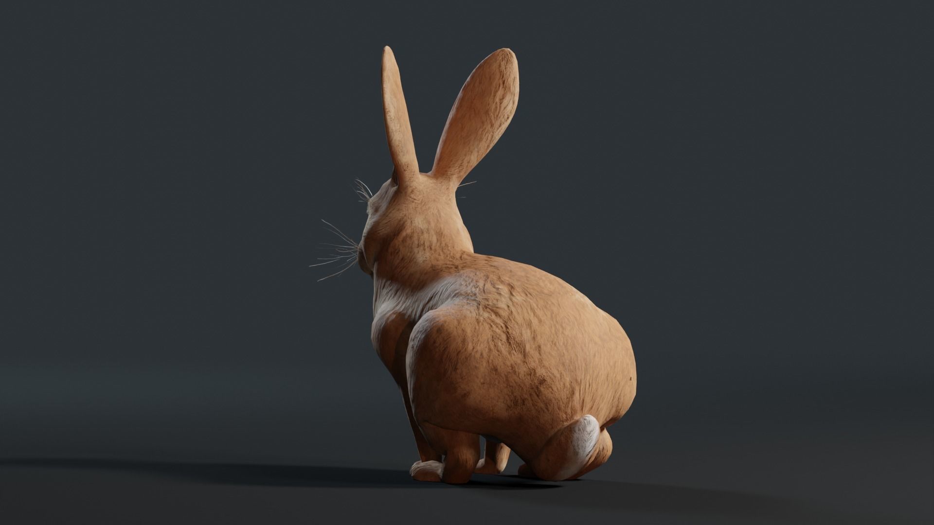 Reallistic Animated Rabbit Low-poly 3D model_27