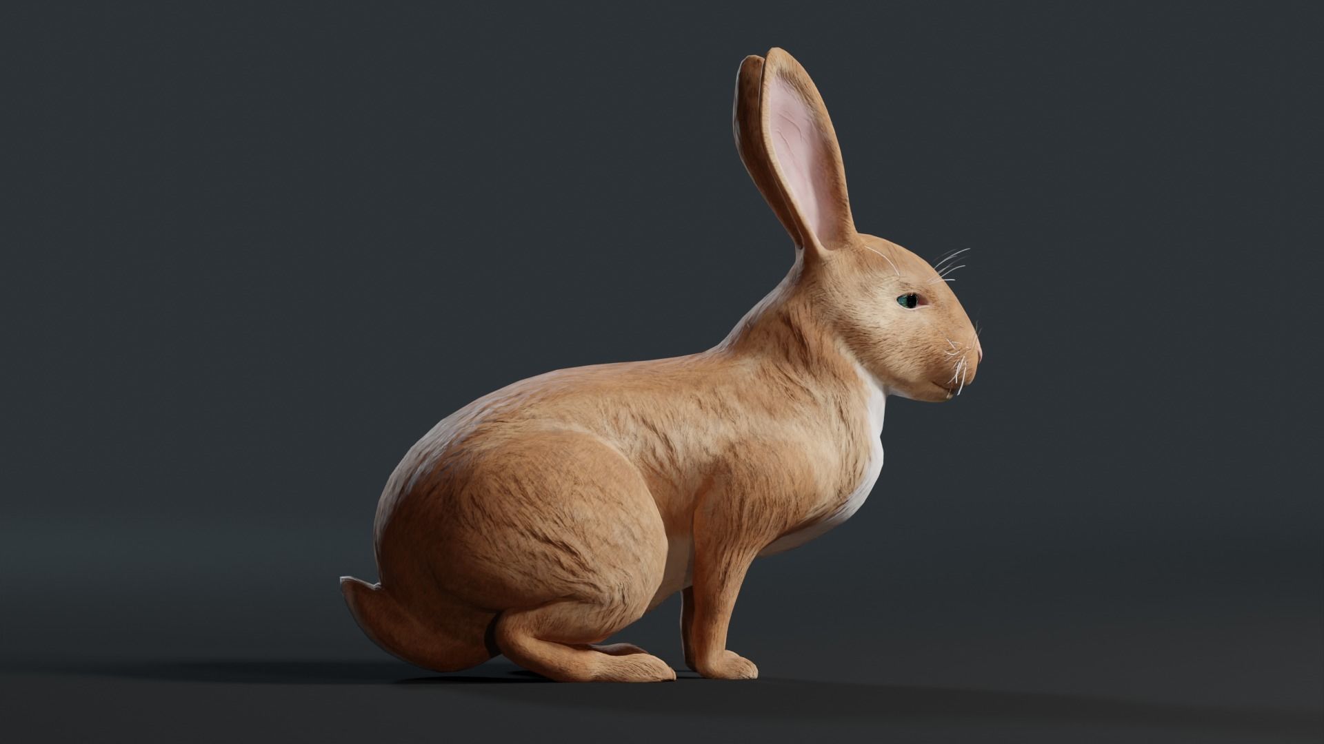 Reallistic Animated Rabbit Low-poly 3D model_21