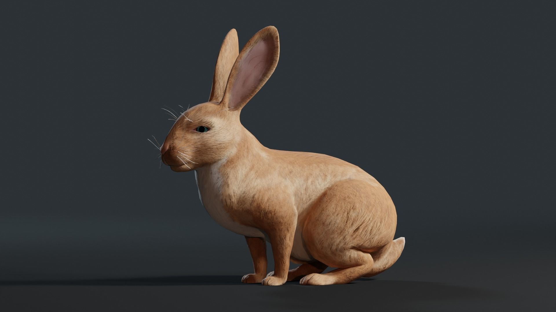 Reallistic Animated Rabbit Low-poly 3D model_32