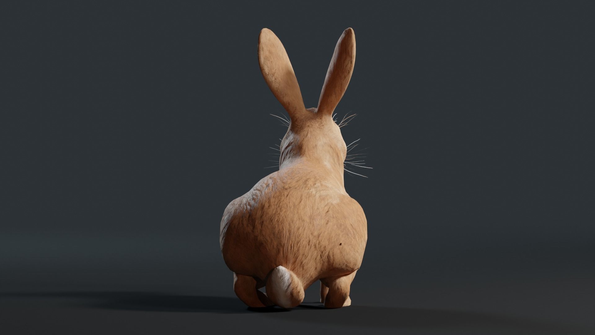 Reallistic Animated Rabbit Low-poly 3D model_25
