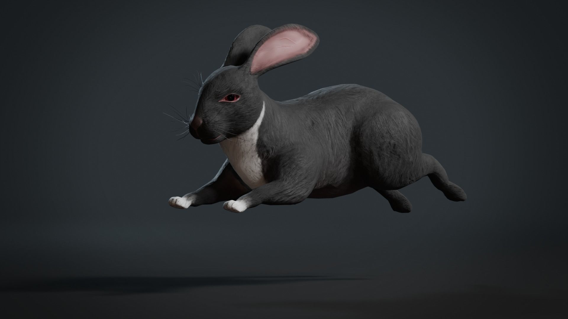 Reallistic Animated Rabbit Low-poly 3D model_10