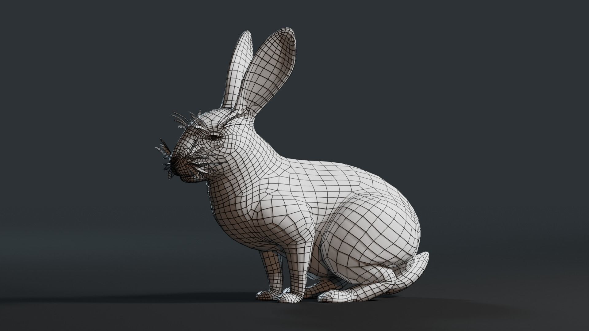 Reallistic Animated Rabbit Low-poly 3D model_51