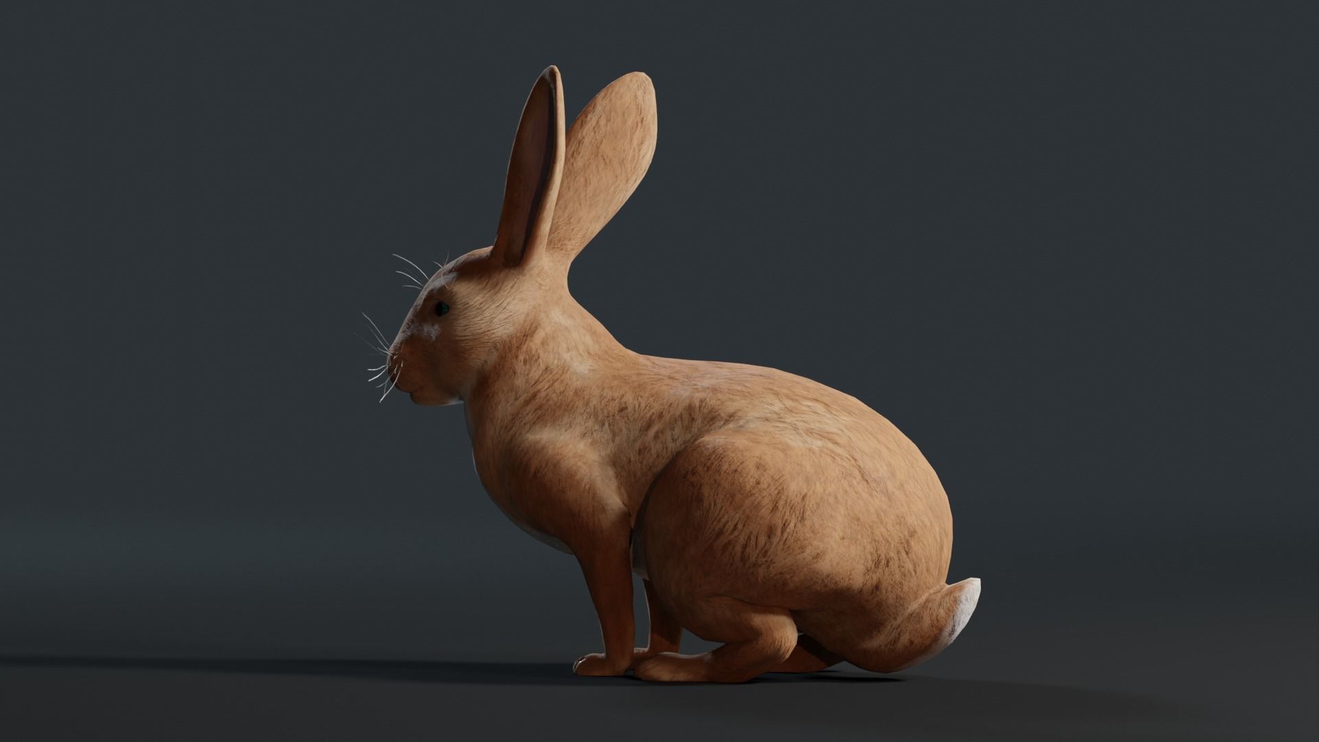Reallistic Animated Rabbit Low-poly 3D model_29