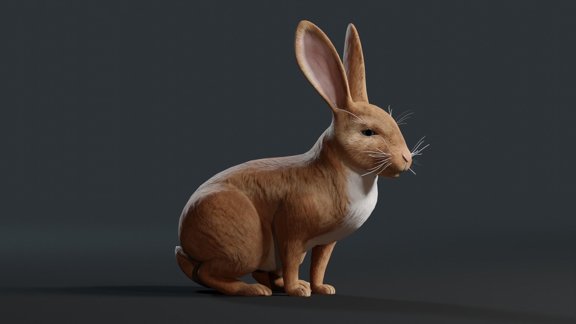 Reallistic Animated Rabbit Low-poly 3D model_19