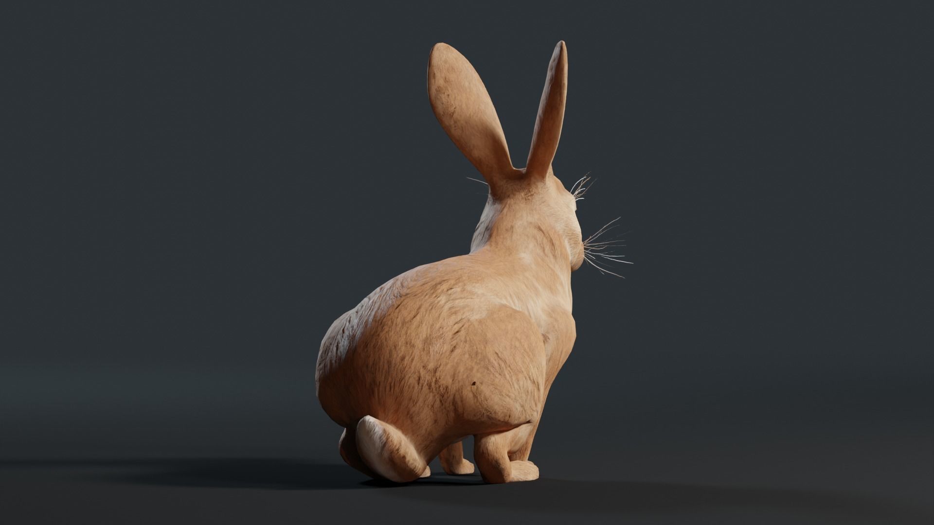 Reallistic Animated Rabbit Low-poly 3D model_24