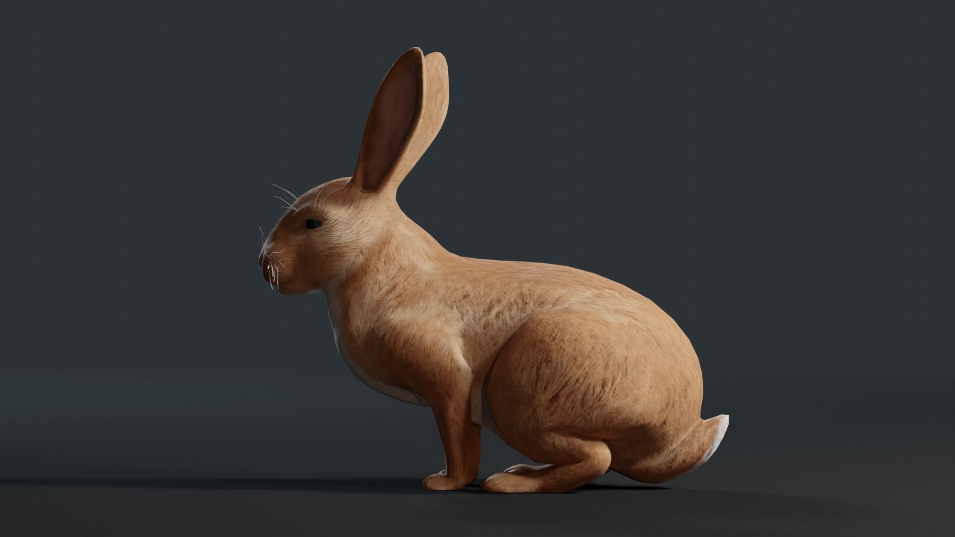 Reallistic Animated Rabbit Low-poly 3D model_30