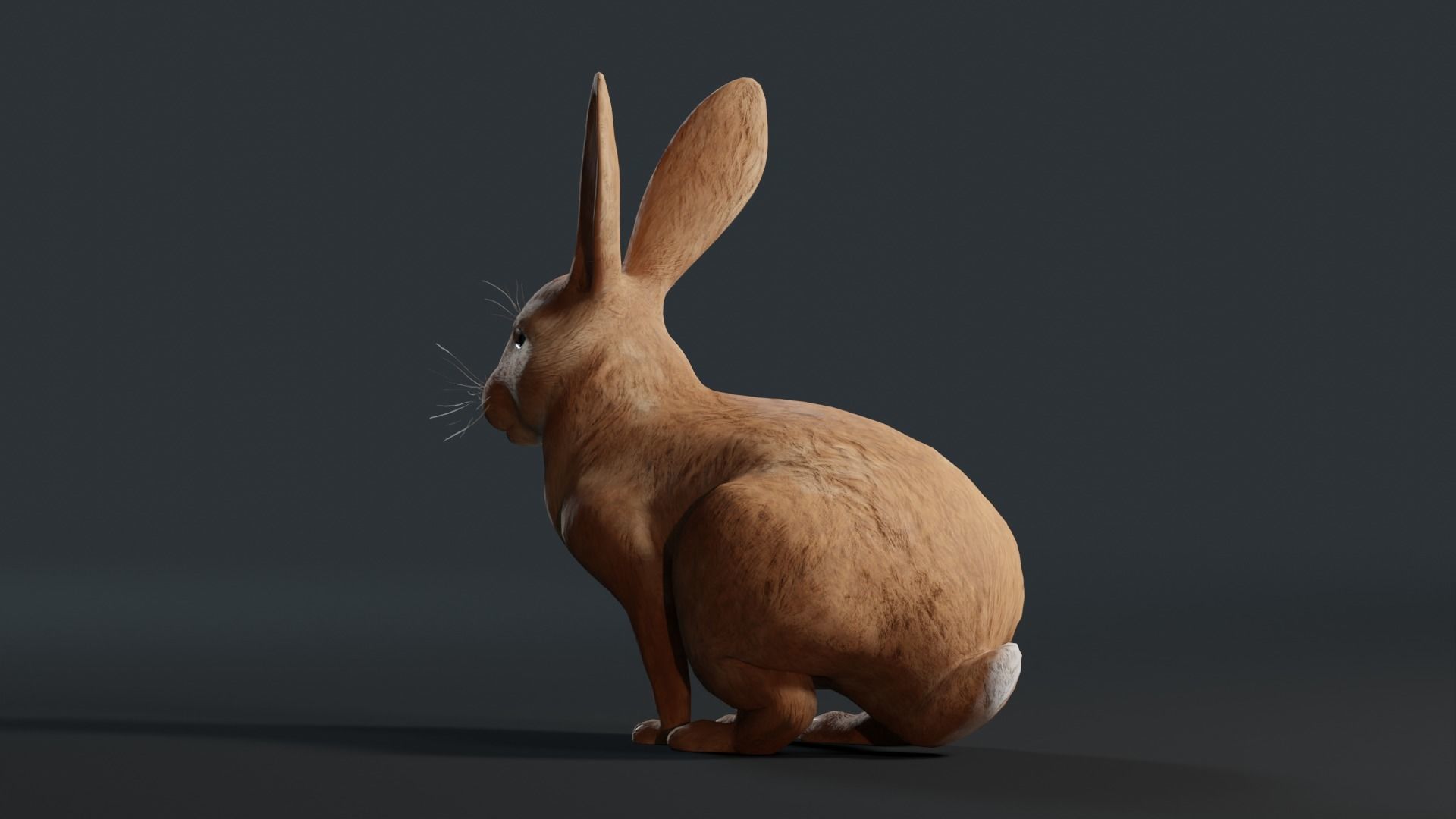 Reallistic Animated Rabbit Low-poly 3D model_28