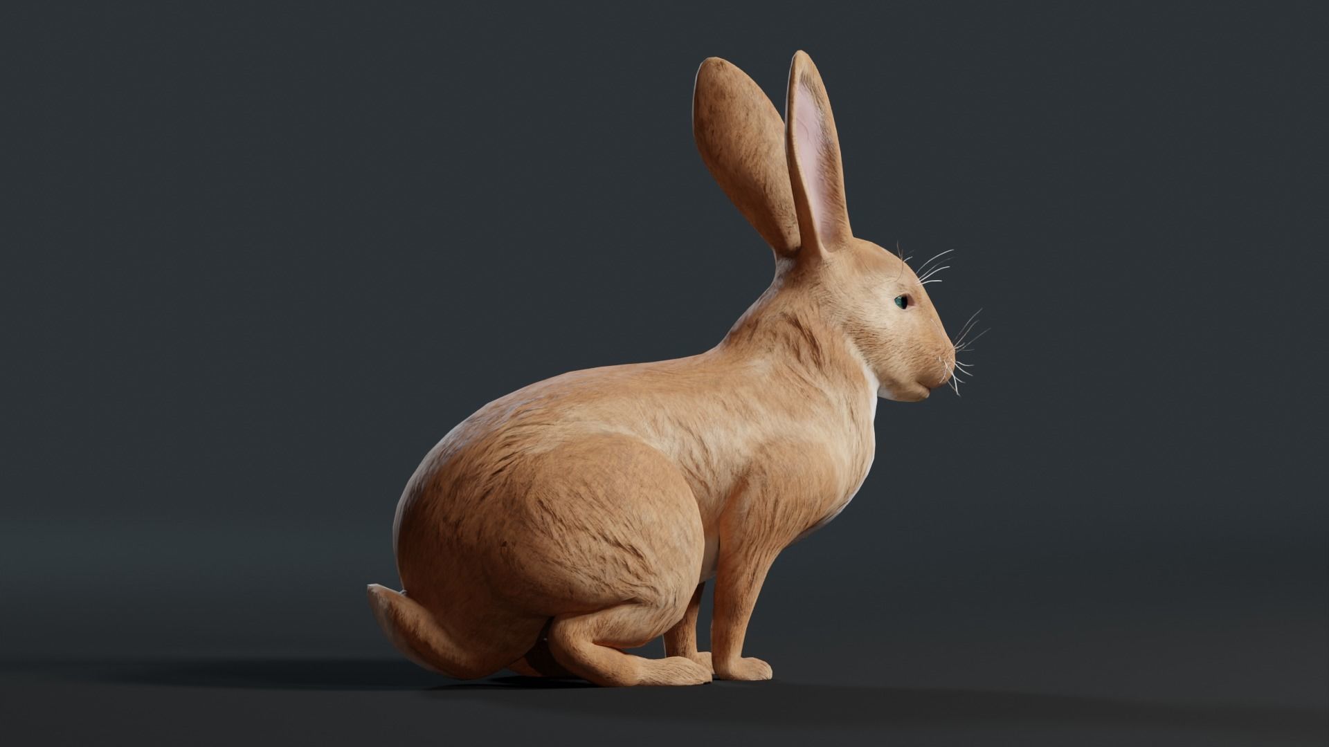 Reallistic Animated Rabbit Low-poly 3D model_22