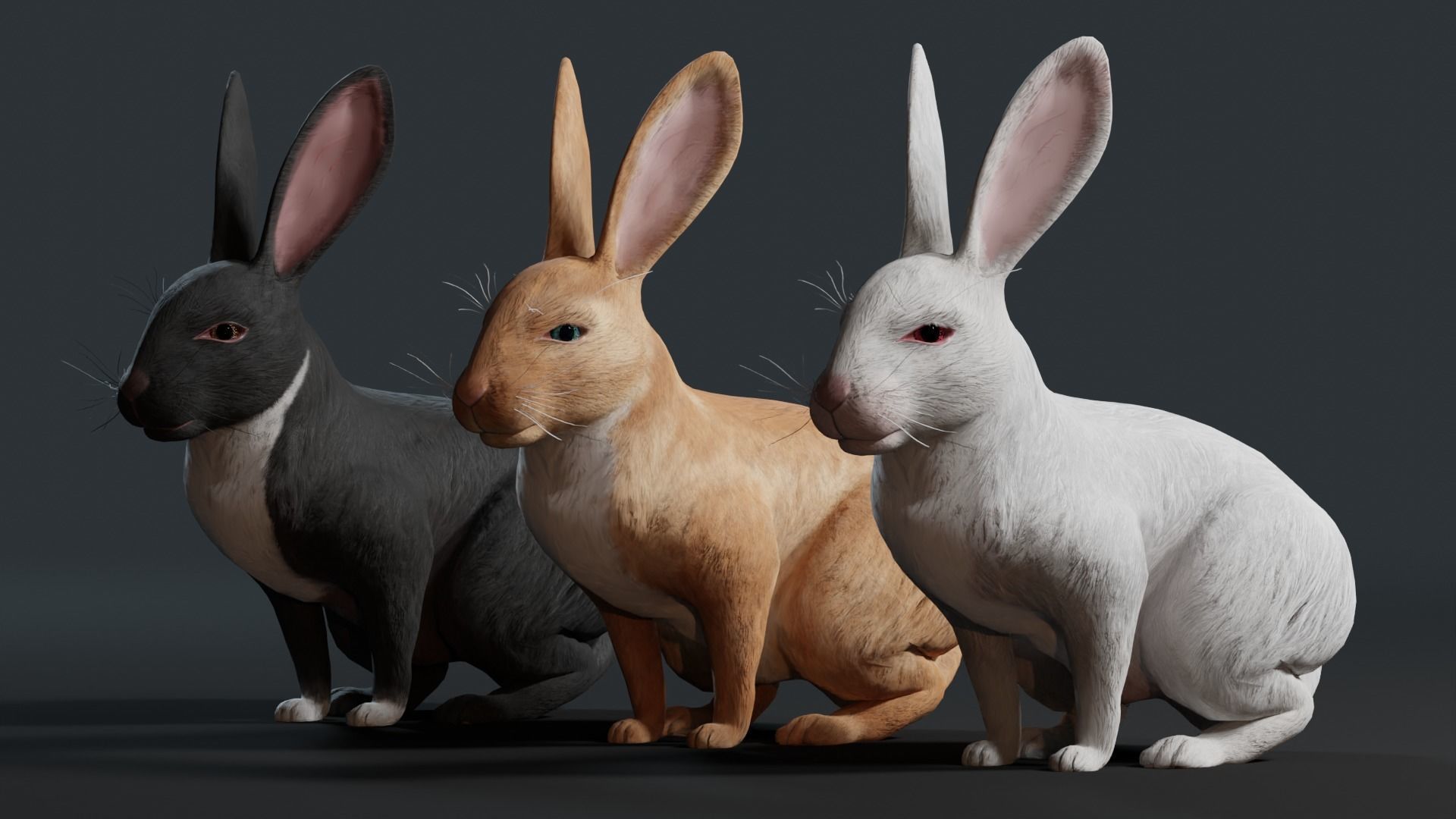 Reallistic Animated Rabbit Low-poly 3D model_3