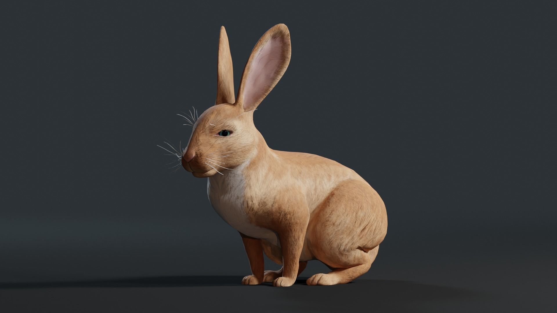 Reallistic Animated Rabbit Low-poly 3D model_14
