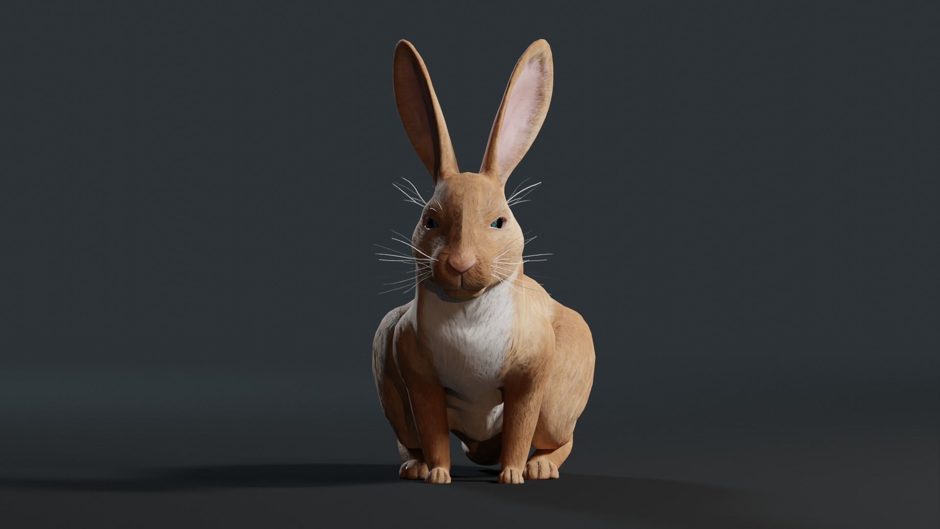 Reallistic Animated Rabbit Low-poly 3D model_16