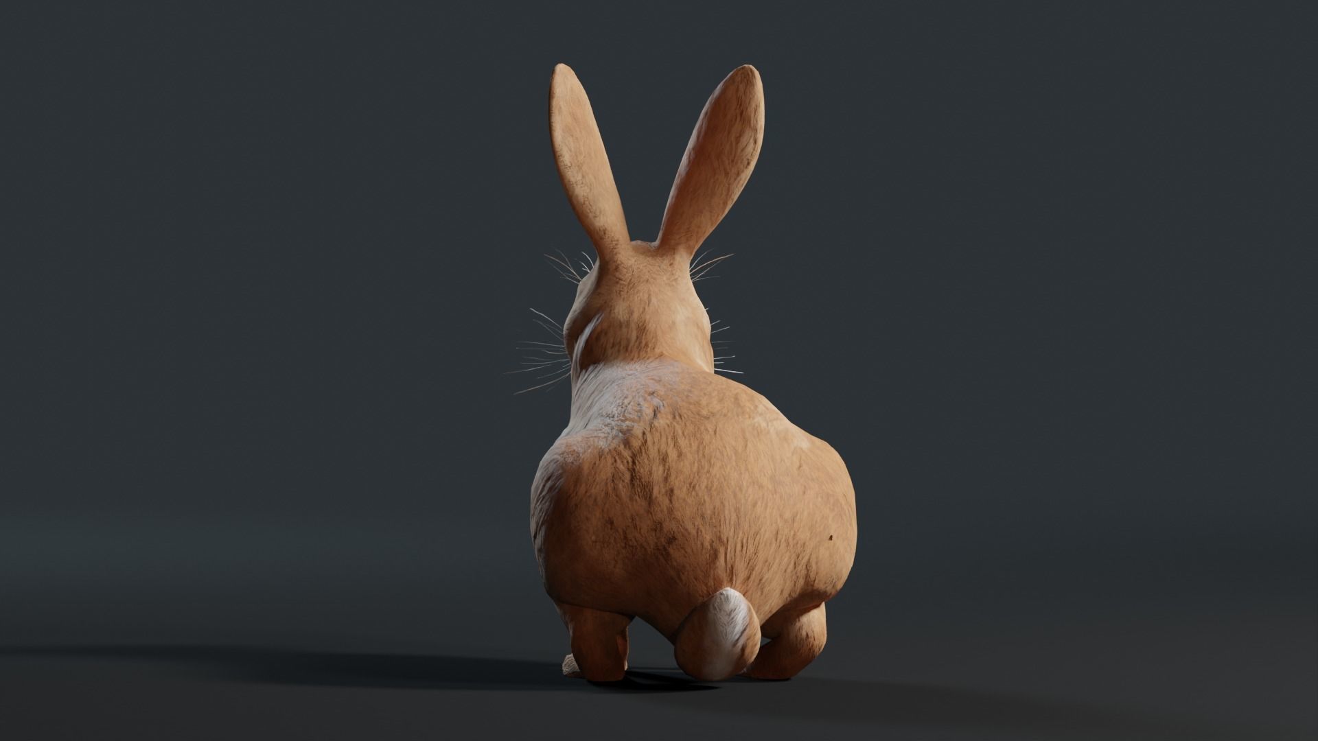 Reallistic Animated Rabbit Low-poly 3D model_26