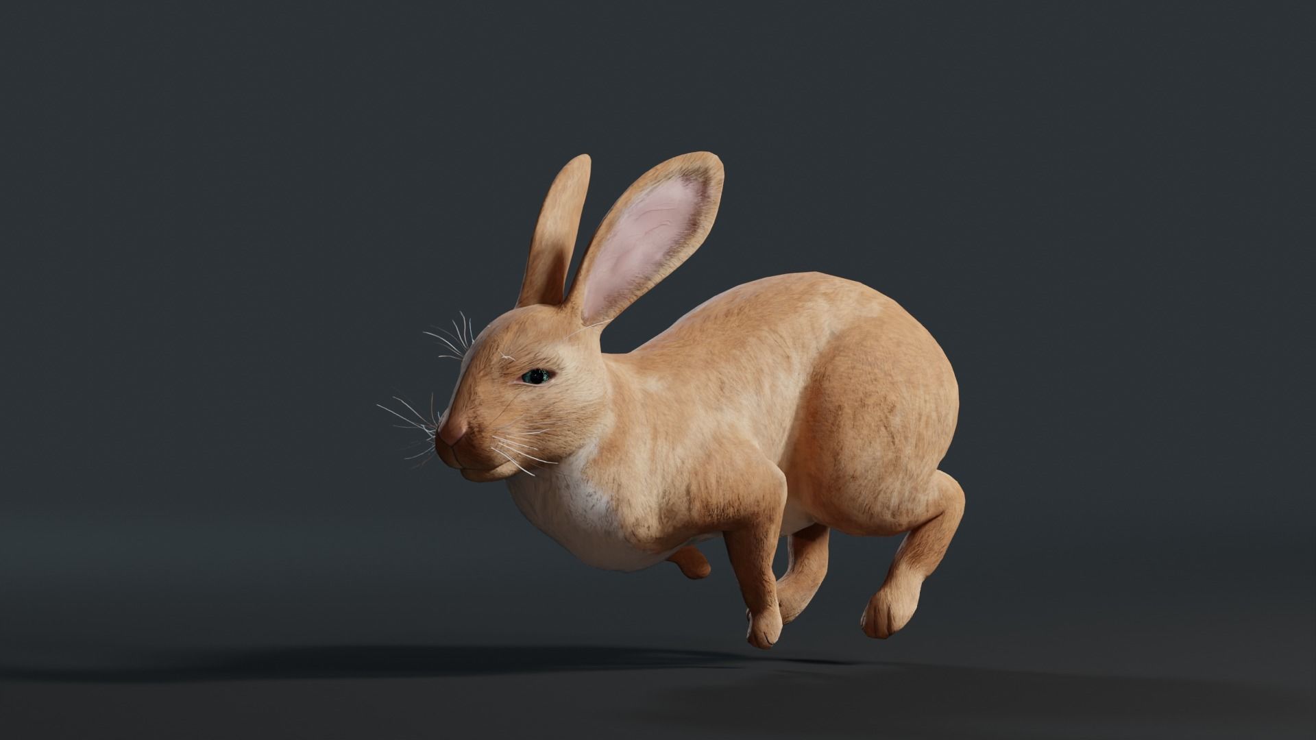 Reallistic Animated Rabbit Low-poly 3D model_8