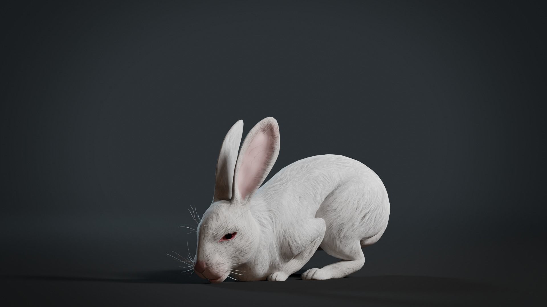 Reallistic Animated Rabbit Low-poly 3D model_6
