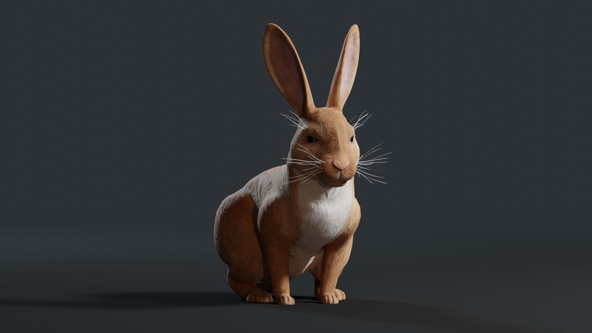 Reallistic Animated Rabbit Low-poly 3D model_17