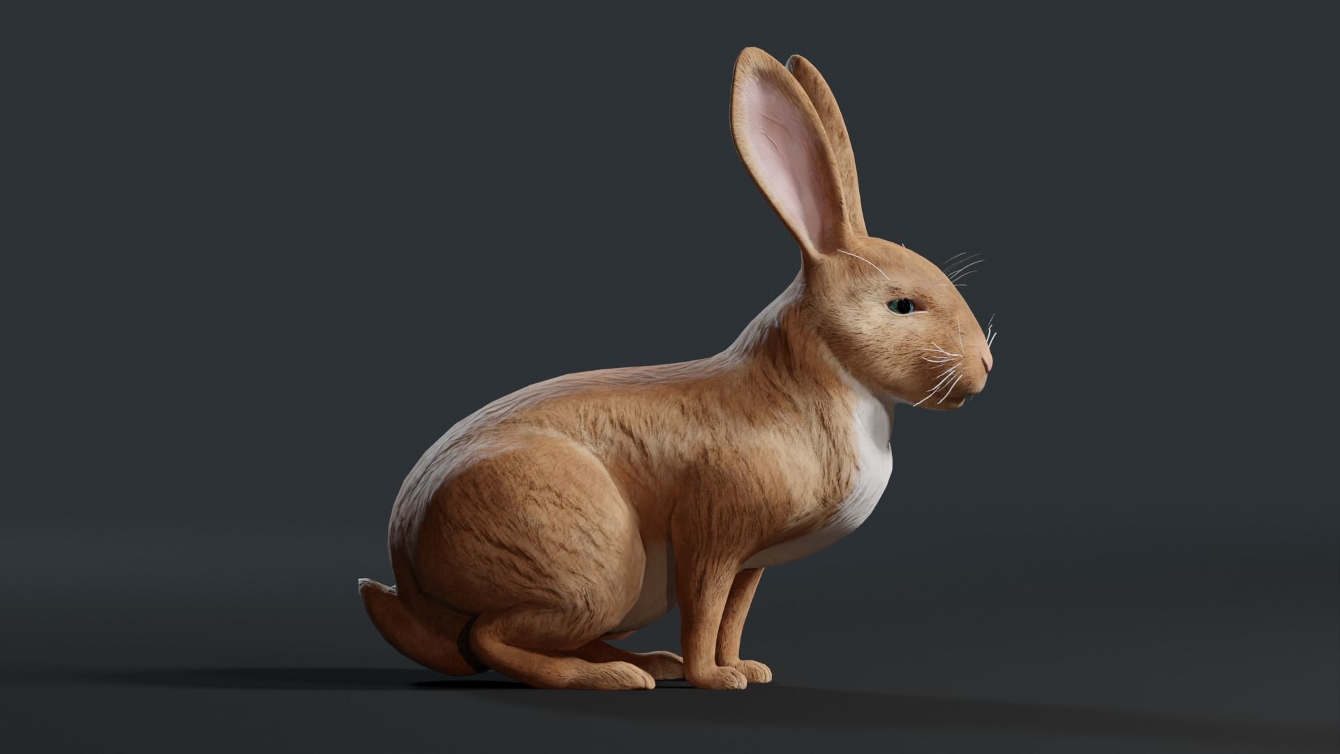 Reallistic Animated Rabbit Low-poly 3D model_20