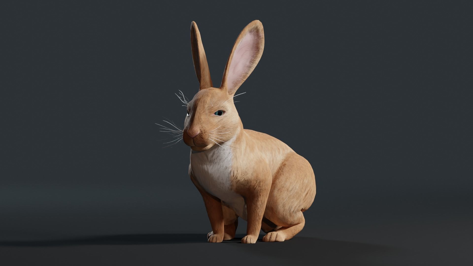 Reallistic Animated Rabbit Low-poly 3D model_15