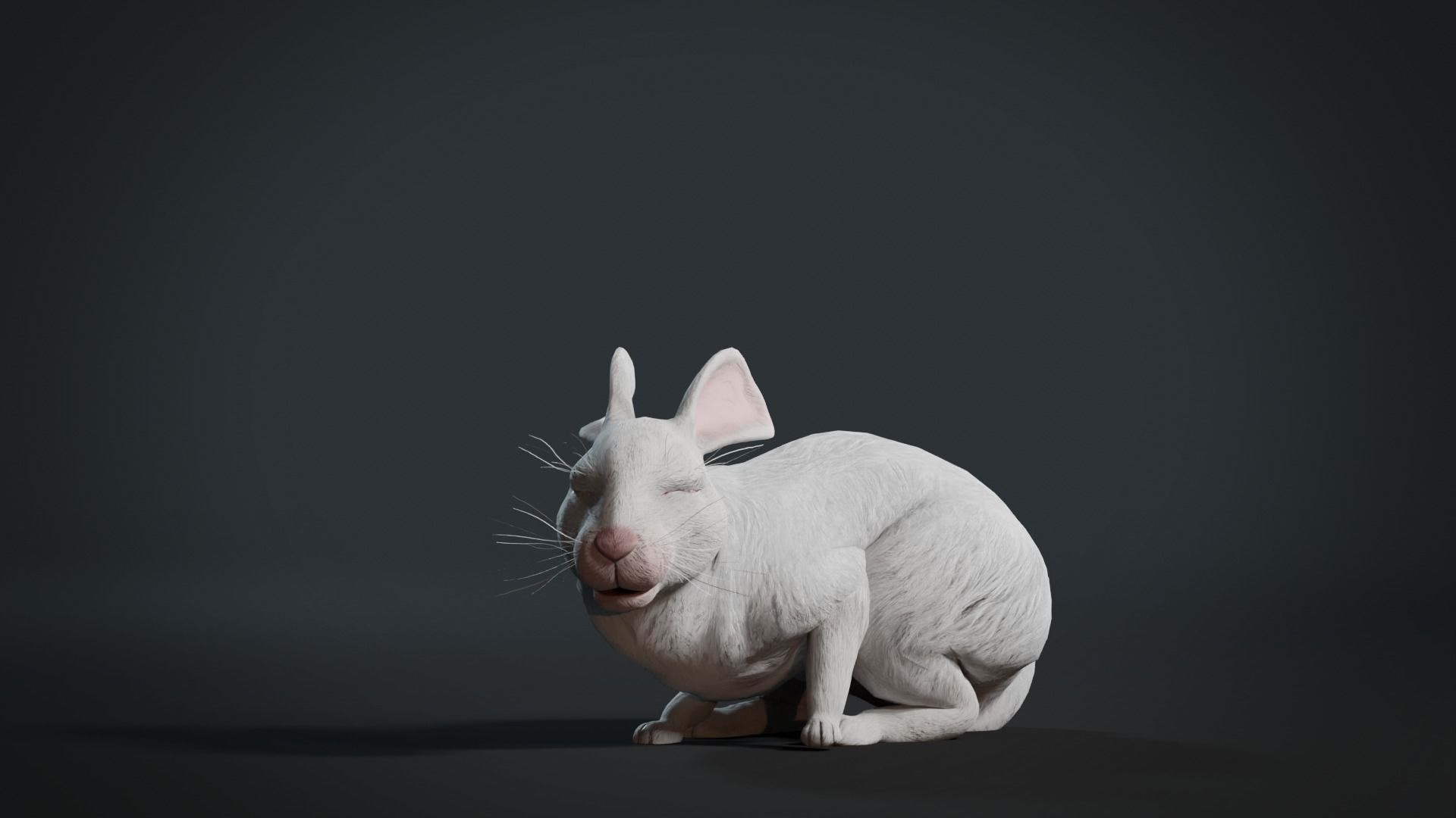 Reallistic Animated Rabbit Low-poly 3D model_9