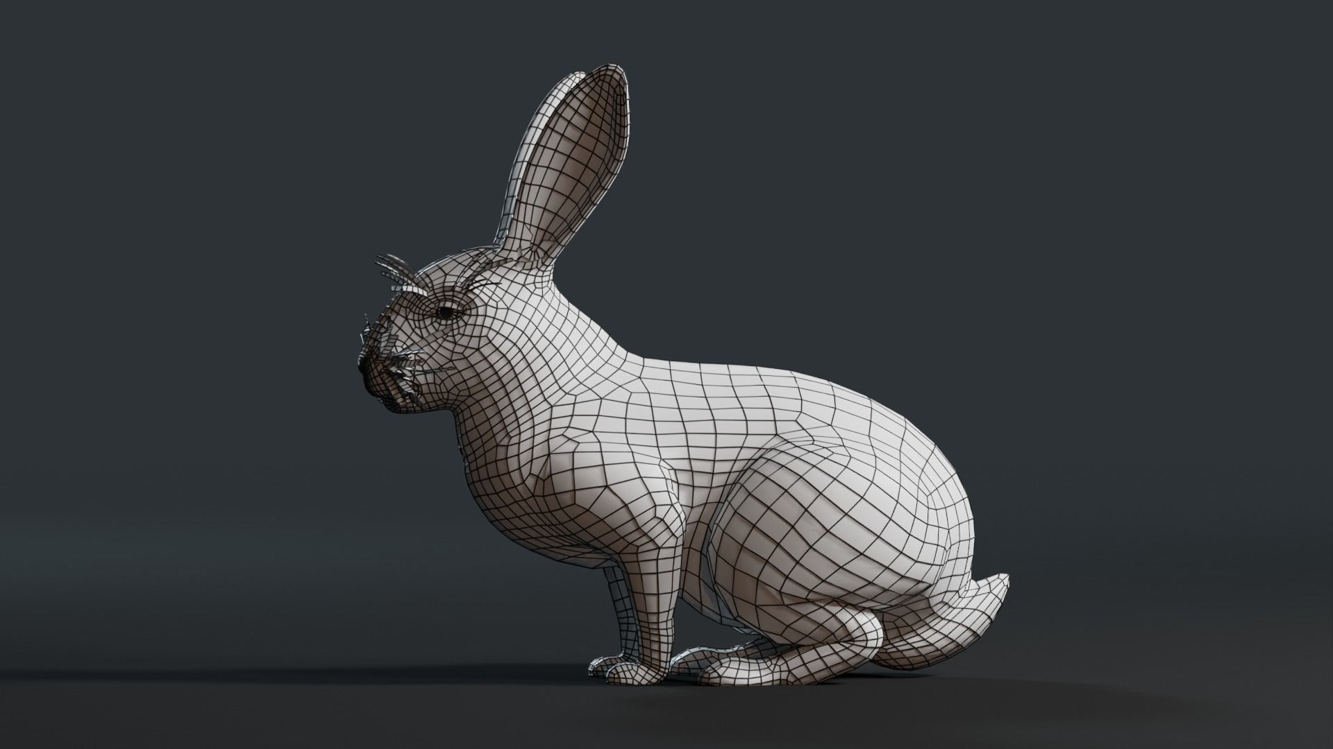 Reallistic Animated Rabbit Low-poly 3D model_50
