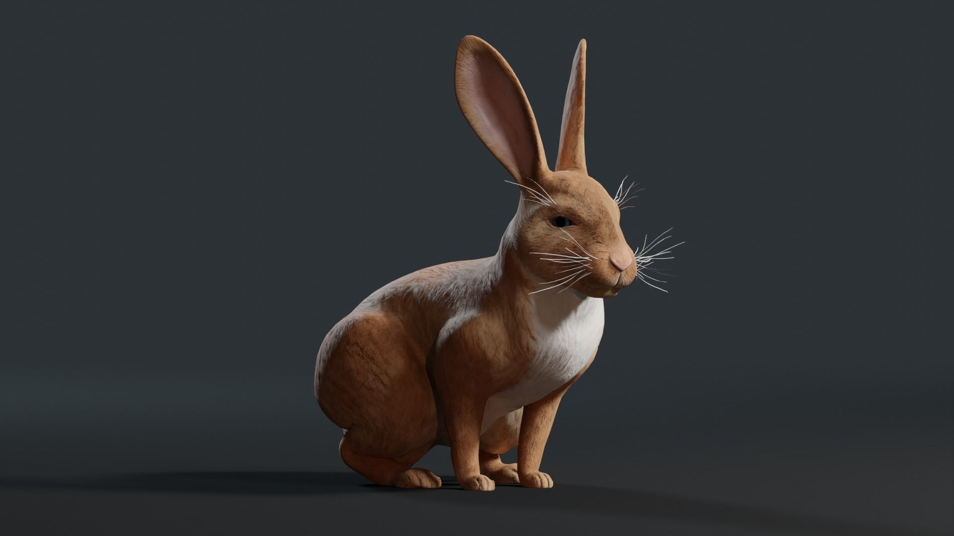 Reallistic Animated Rabbit Low-poly 3D model_18