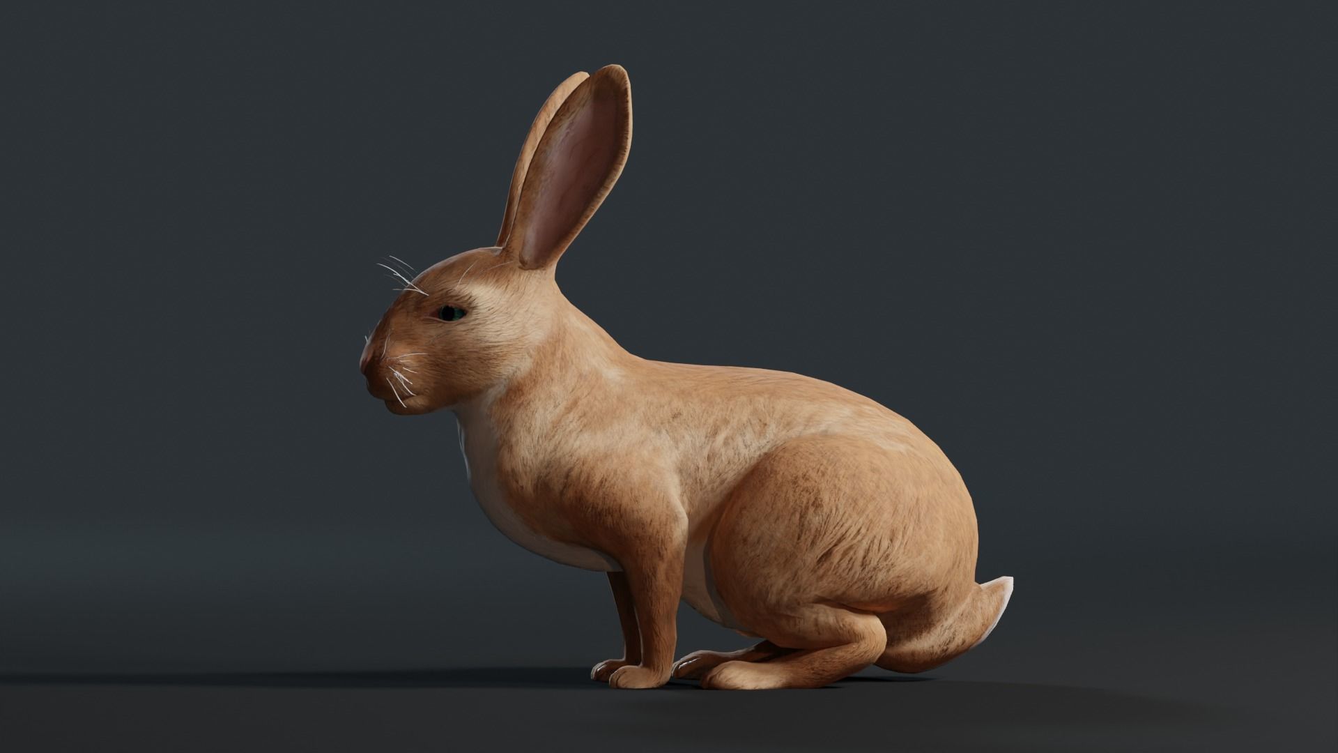 Reallistic Animated Rabbit Low-poly 3D model_31