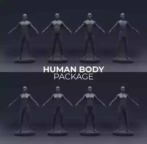 Human Body Pack Basic 3D Model  3D model