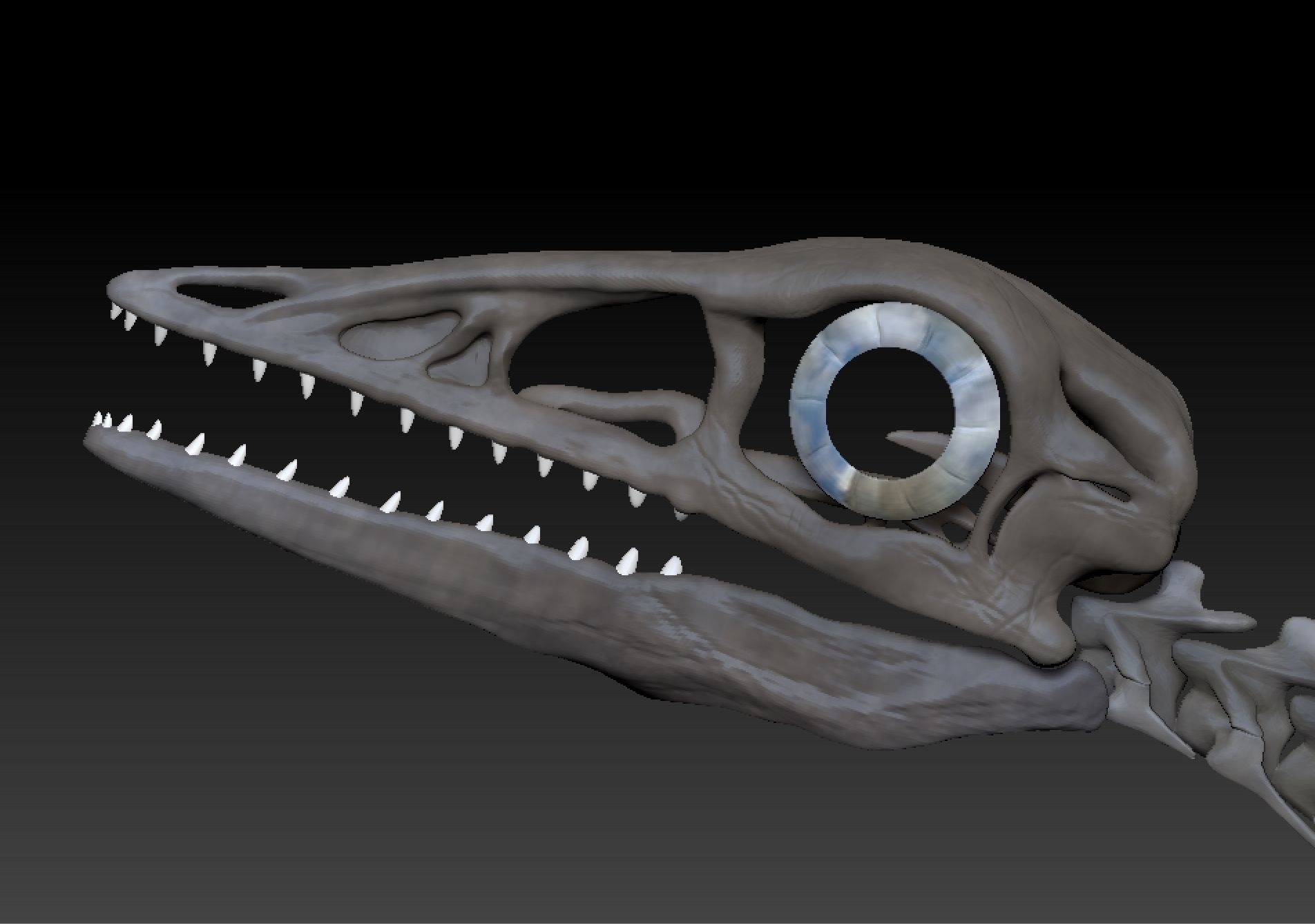 Archaeopteryx Skeleton - Full 3D archaeopteryx dinosaur bones 3D print model_6