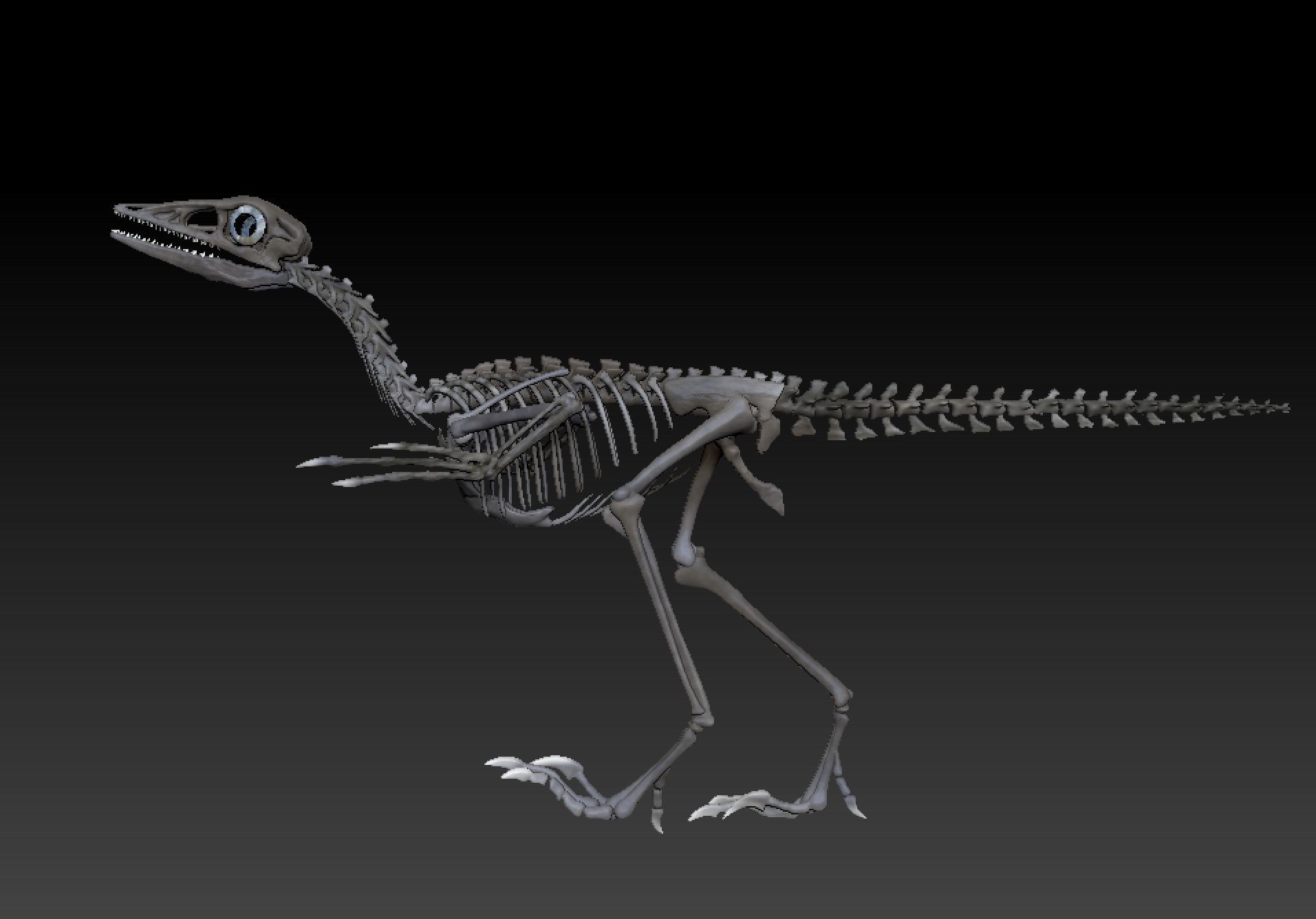Archaeopteryx Skeleton - Full 3D archaeopteryx dinosaur bones 3D print model_3