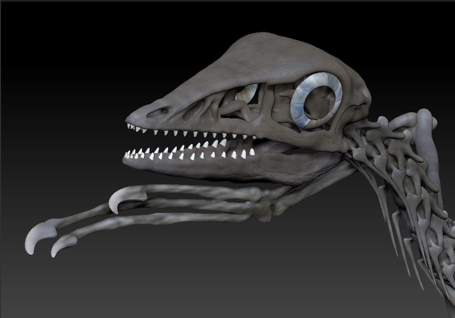 Archaeopteryx Skeleton - Full 3D archaeopteryx dinosaur bones 3D print model_8
