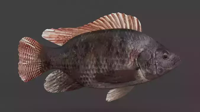 Tilapia Fish 3D model