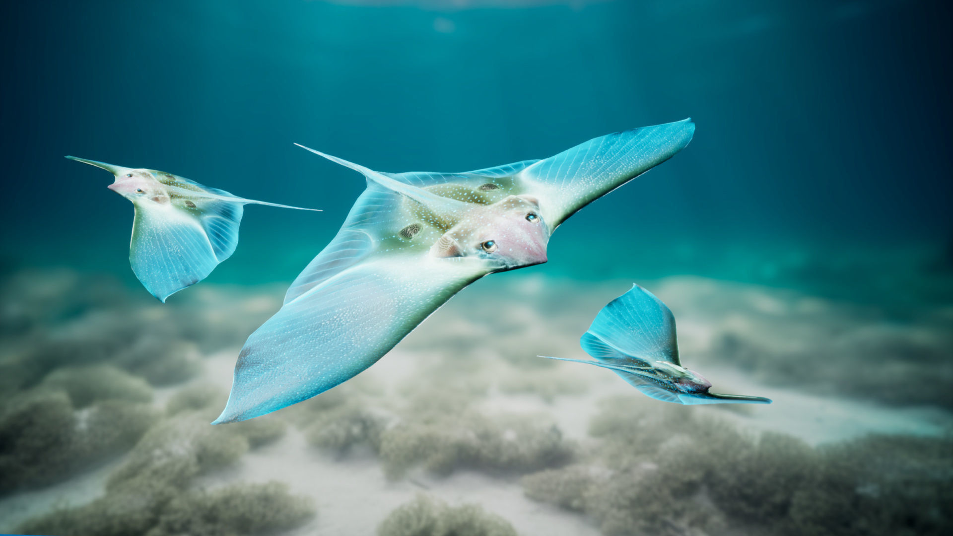 Alien Fish - Scifi Fantasy Creatures - Unreal Engine Support Low-poly 3D model_17