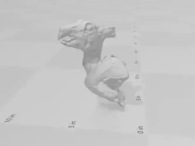 Anatomy Carcass Cast - New Zealand Rabbit Bust