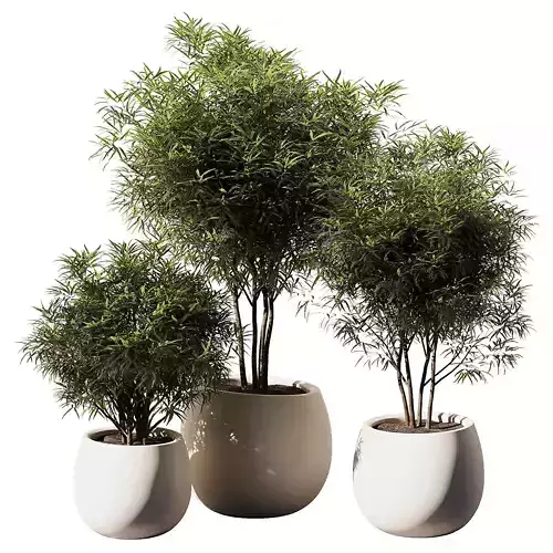 Indoor Plant Set V12 - Dracaena Reflexa 