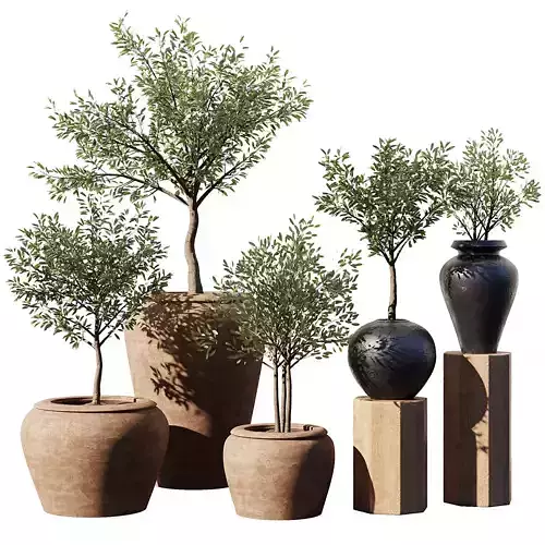 Indoor Plant Set V11 - Olive Old Pot 