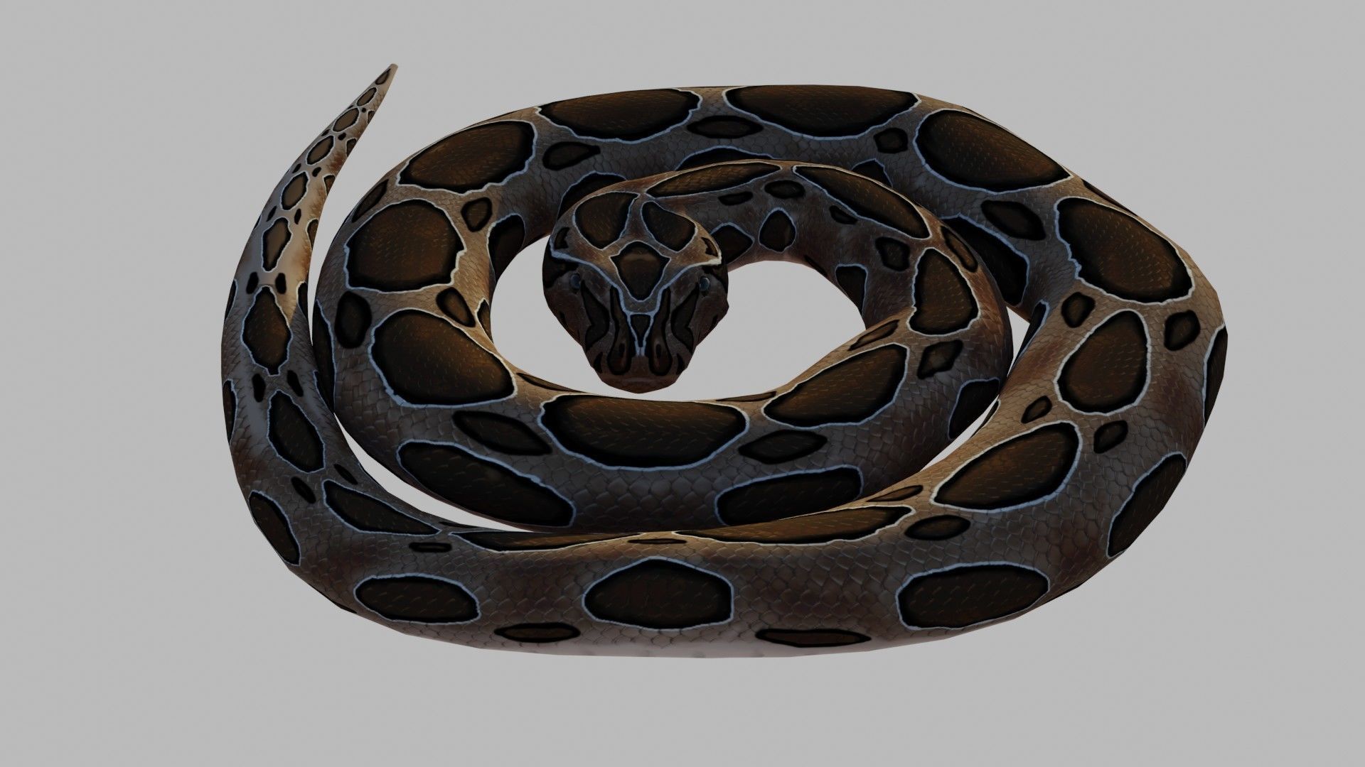 Russel Viper - Low Poly - Game Ready - Rigged Low-poly 3D model_9