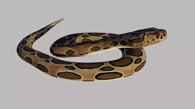 Russel Viper - Low Poly - Game Ready - Rigged