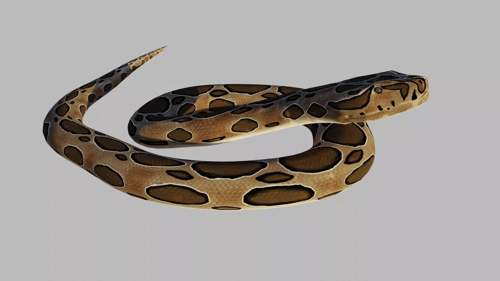 Russel Viper - Low Poly - Game Ready - Rigged Low-poly 3D model_0