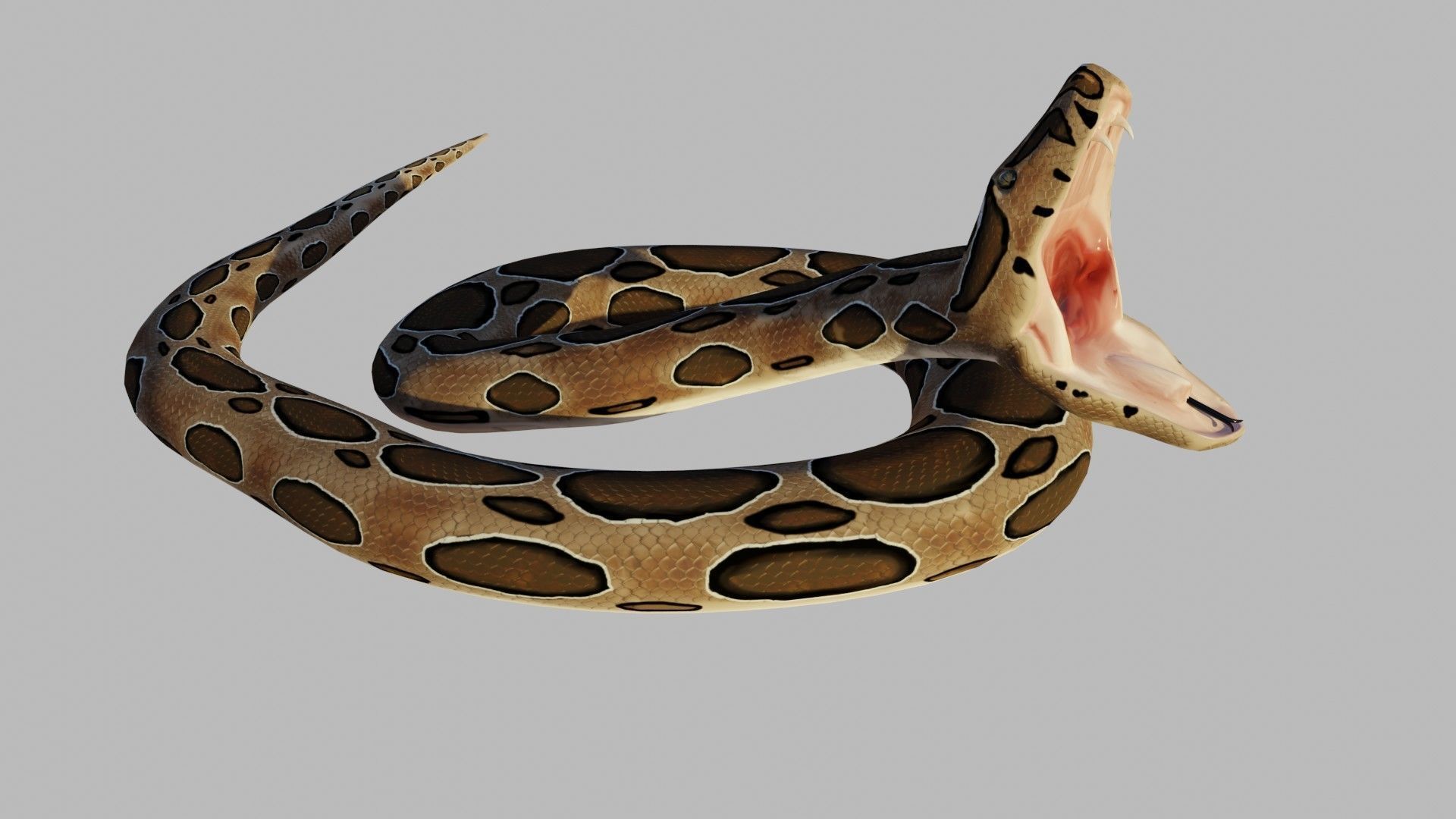 Russel Viper - Low Poly - Game Ready - Rigged Low-poly 3D model_4