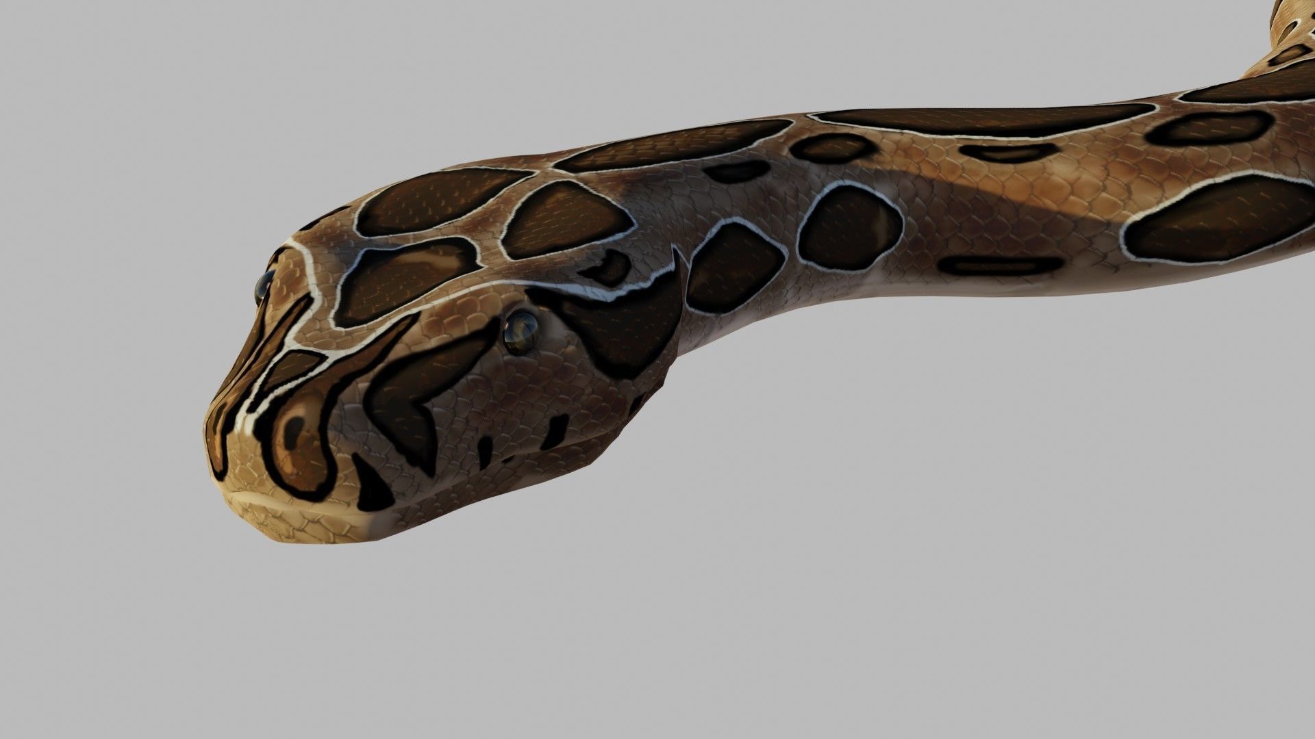 Russel Viper - Low Poly - Game Ready - Rigged Low-poly 3D model_7