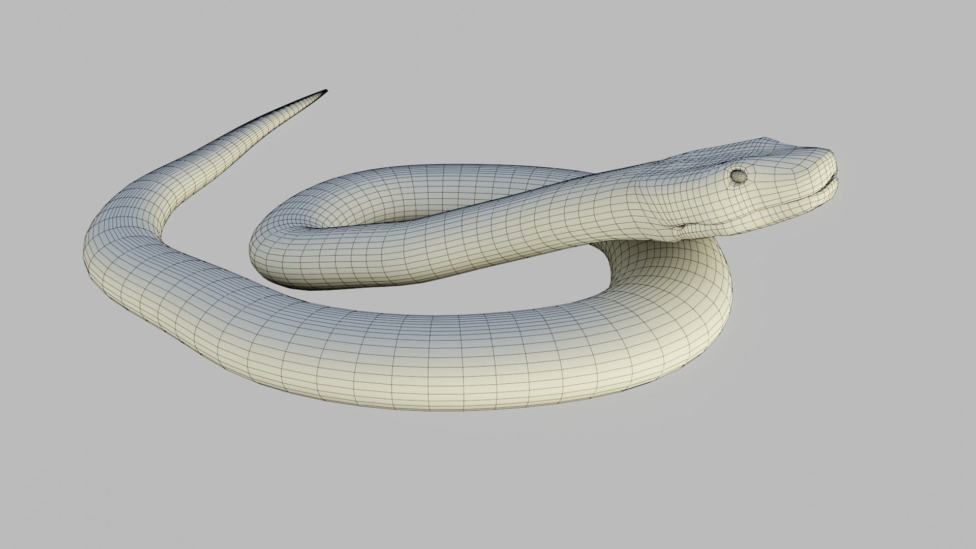 Russel Viper - Low Poly - Game Ready - Rigged Low-poly 3D model_18