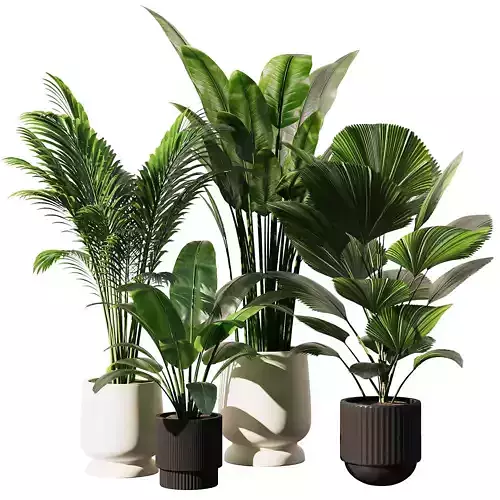 Indoor Plant Set V10 Paradise Licuala Howea