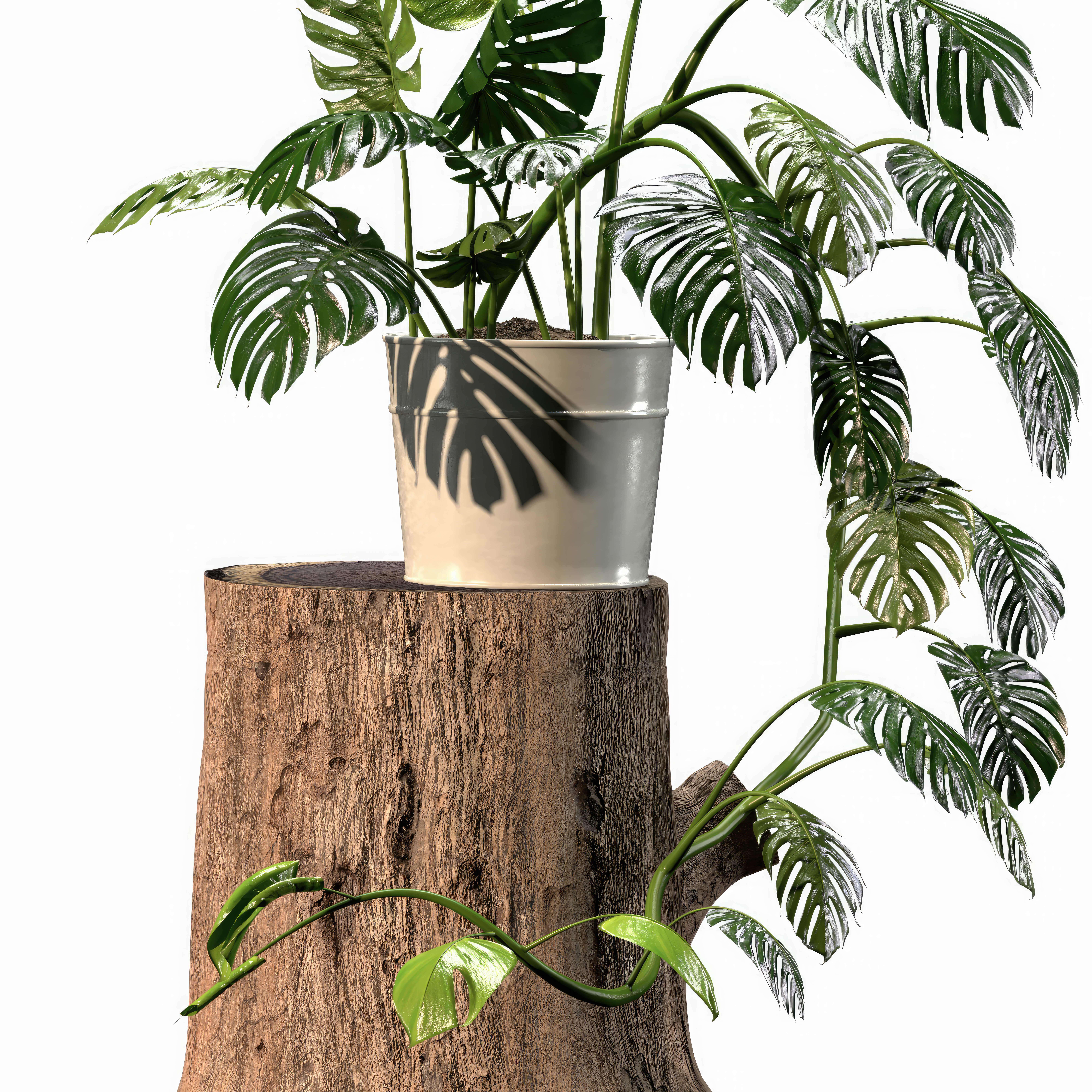 Indoor Plant 01 3D model_2