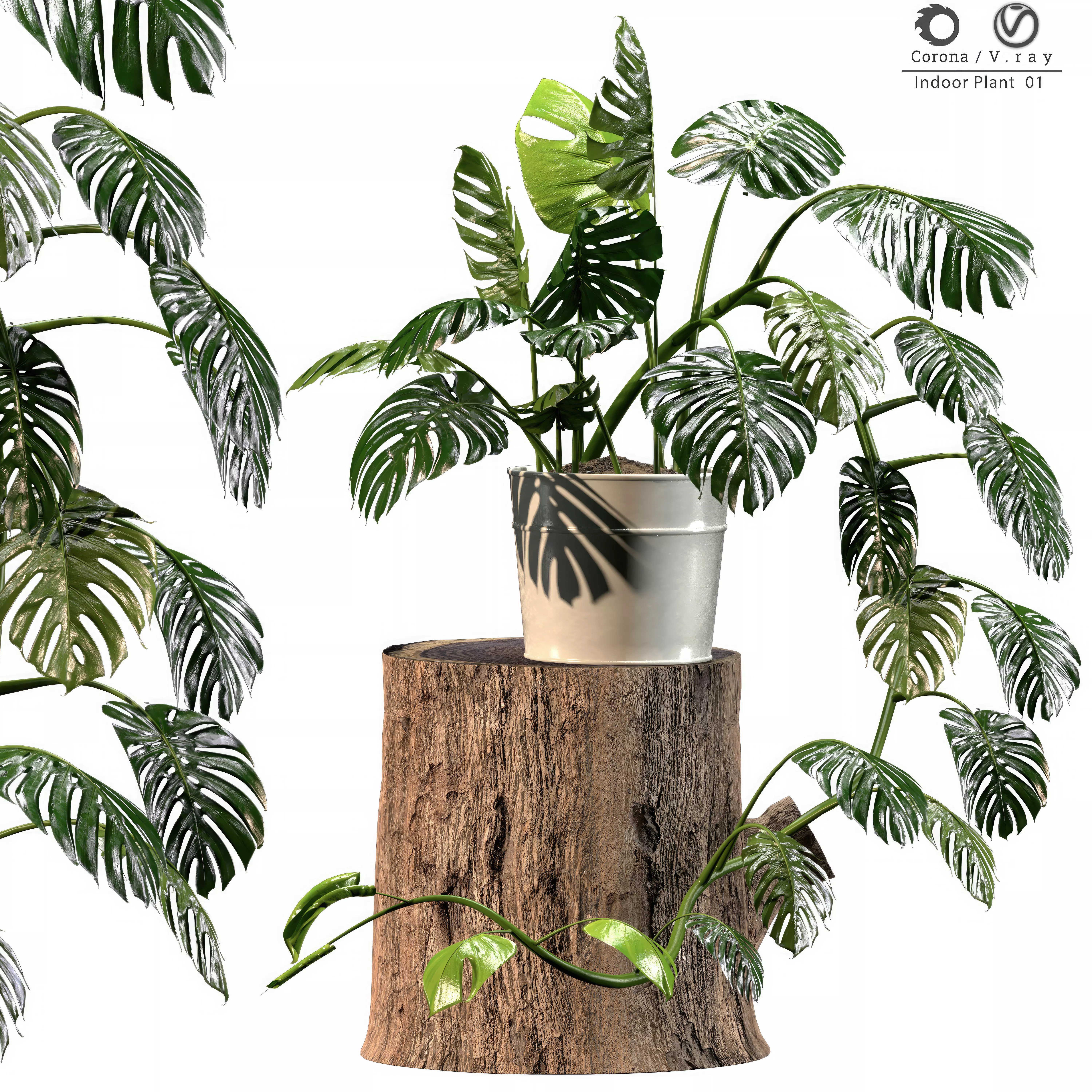 Indoor Plant 01 3D model_0