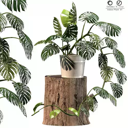 Indoor Plant 01 3D model