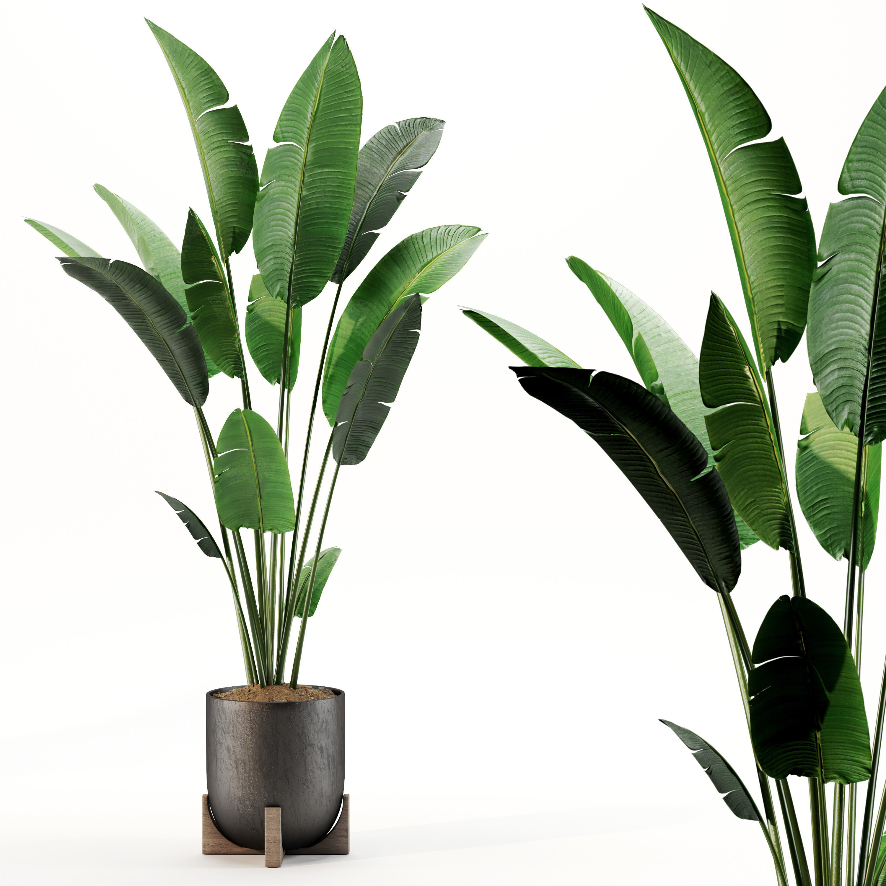 Indoor Plant Set 02 3D model_3