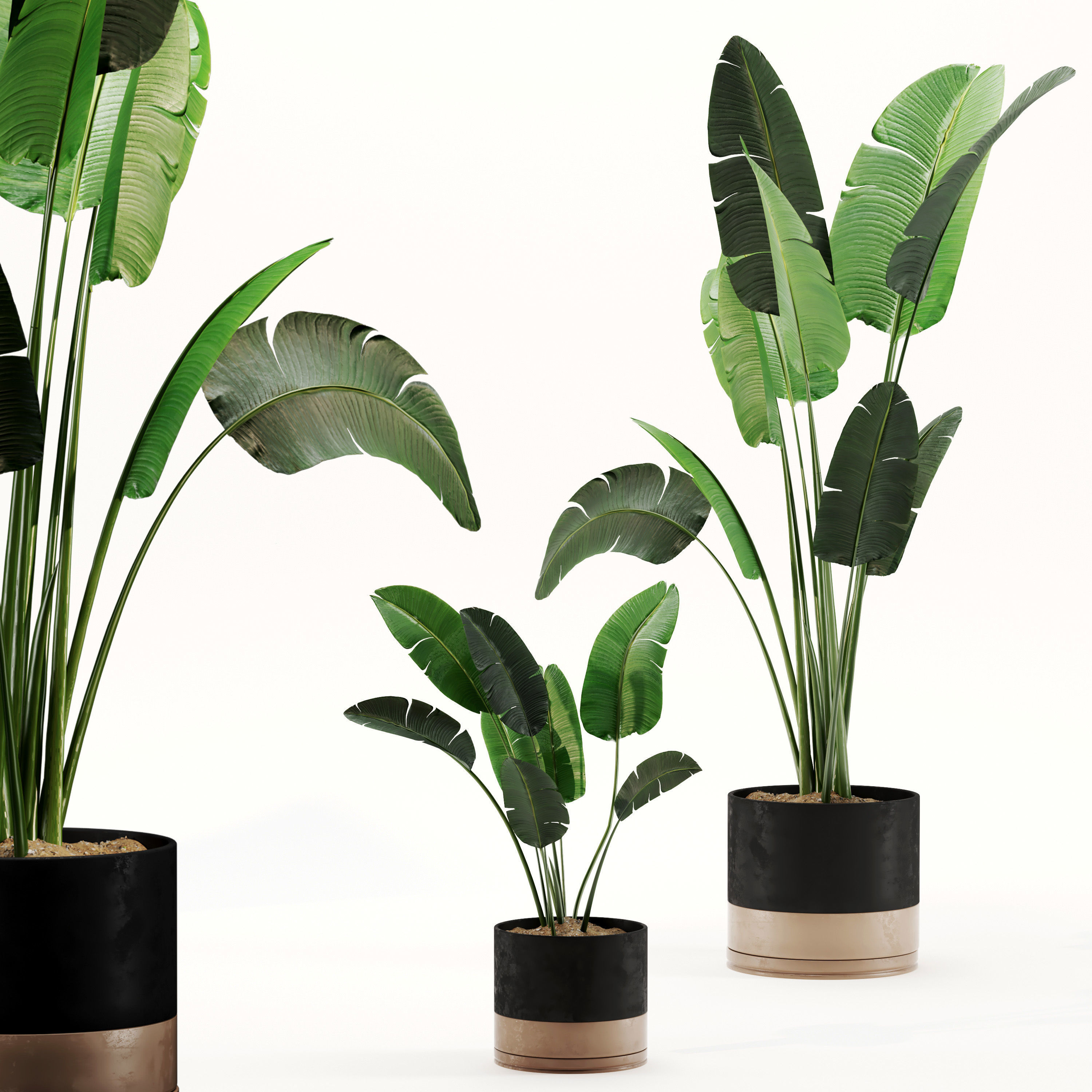 Indoor Plant Set 02 3D model_1