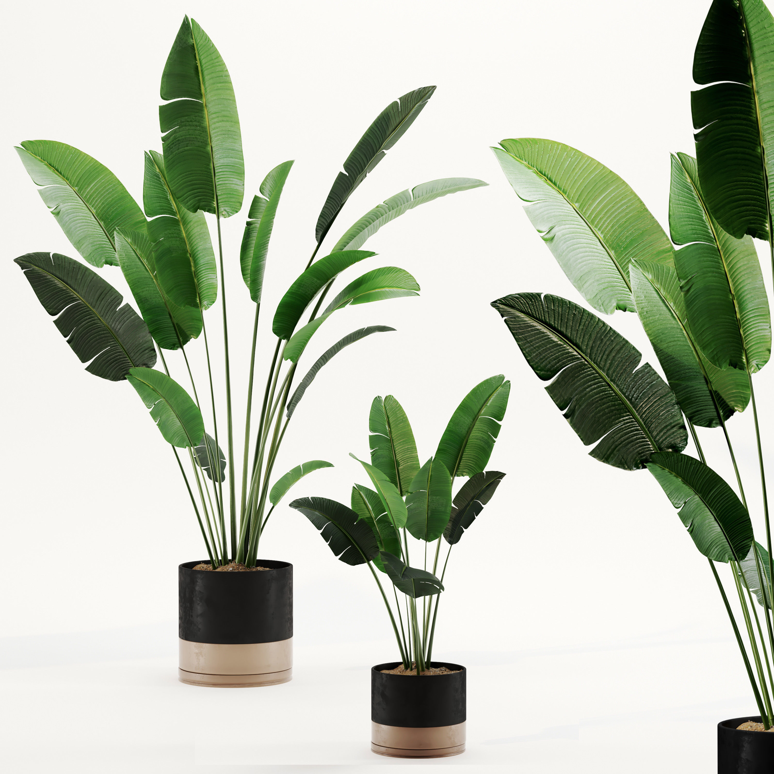 Indoor Plant Set 02 3D model_2